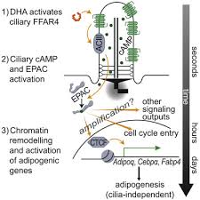 Omega 3 Fatty Acids Activate Ciliary Ffar4 To Control