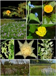 Image result for Aeschynomene sp. B