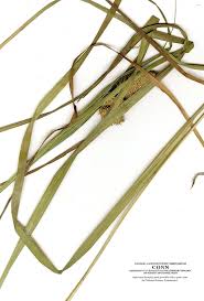 Image result for Carex johnstonii