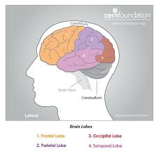 This Image Shows The Side Lateral View Of The Lobes The Brain Is Divided Down The Middle Lengthwise Into Two Halves Called The Brain Lobes Brain Stem Cancer