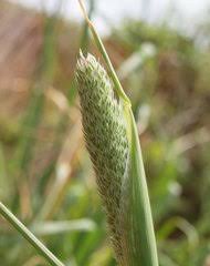 Image result for Danthoniopsis pruinosa