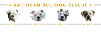 One of a kind bulldog rescues. American Bulldog Rescue 501c3 Not For Profit Dog Rescue Charity