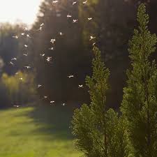 You should do your best to block any way that the mosquitoes are coming into your house. The Best Ways To Get Rid Of Mosquitoes This Old House
