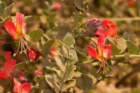 Image result for Kalaharia uncinata