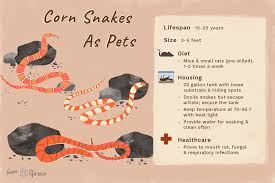 How To Care For Pet Corn Snakes