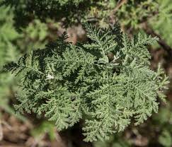 Image result for Artemisia afra