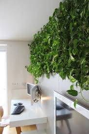 Pin By Suvi Airio On Plants Indoor Climbing Plants Wall Climbing Plants Plants