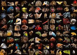 Learn how to do it yourself. National Geographic Amazing Animals 1000pc Jigsaw Puzzle From Jigsaw Puzzles Direct Order Today And Get Free Delivery