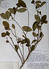 Image result for Erythroxylum emarginatum