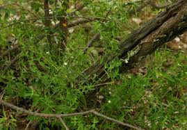 Image result for Justicia protracta