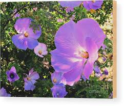Check spelling or type a new query. Pretty Purple Flowers Of Arizona Wood Print By Michaline Bak