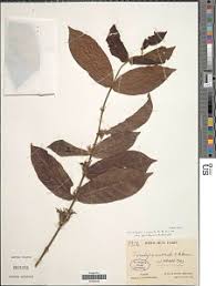 Image result for Tricalysia pallens