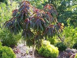 The two bonfire peach trees i have now where raised like that. Bonfire Peach Awesome Little Ornamental Peach Tree Trees For Front Yard Ornamental Trees Front Yard Landscaping