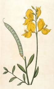 Image result for Aptosimum junceum