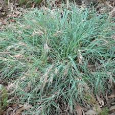 Image result for Themeda triandra