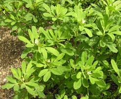 Image result for Trigonella anguina