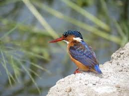Close To Nature In Kaziranga Wildlife Of India Wild Waters Beautiful Birds