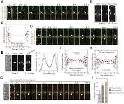 Die mit * markierten artikel sind möglicherweise nicht mit dem artikel im nutzerprofil identisch. Roles Of The Trapp Ii Complex And The Exocyst In Membrane Deposition During Fission Yeast Cytokinesis