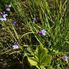 Image result for Monopsis