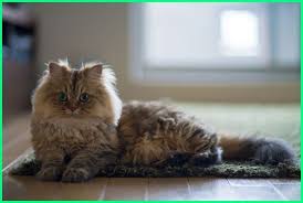 Tentang Kucing Persia Tentang Kucing Persia Flatnose Fakta Tentang Kucing Persia Contoh Descriptive Text Tentang Kucing Perawatan Kucing Kucing Persia Hewan