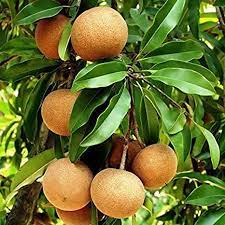 In india, it is called chickoo and sapota among other names. Creative Farmer Live Exotic Fruit Plant Sapota Chikoo Chikoo Chiku Sapota May Or Not Have Fruits On Plant Roof Garden Plant 1 Healthy Live Amazon In Garden Outdoors