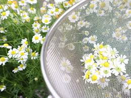 カモミール ハーブ ティー 作り方