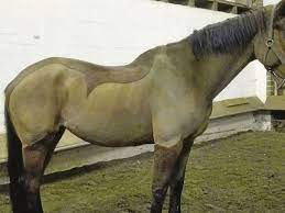 Bitten sie ihren tierarzt, einen. Mehrere Tiere Auf Der Reitanlage Des Rc Verden In Dorverden Leiden Unter Botulismus Dorverden