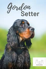 Der Britische Jagdhund Im Portrait Hunderassen Hunde Rassen Hunde