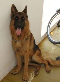 Check spelling or type a new query. German Shepherd Dog Pictures And Photos 1 German Shepherd Dogs German Shepherd Purebred German Shepherd