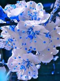 If you are a nature enthusiast im sure you will be stunned by the brilliance of colours which nature provides us. 3 Flowers Picture Colors Vivid Blue White Navy Beautifulflowerspictures Unusual Flowers Pretty Flowers Amazing Flowers