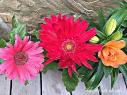 Grow from seed cut flowers that are not only affordable but beautiful. Grow A Beautiful Colorful Cutting Flower Container Garden Simplify Live Love