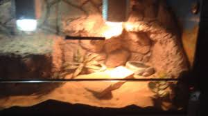 Lighting and heating setup is the next crucial step for a bearded dragon tank setup. Best Bearded Dragon Enclosure Background Youtube