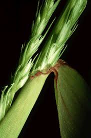 Image result for Dinebra