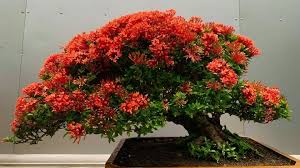 Pin By Peter Wikete On Bonsai Insp3 Bonsai Tree Types Bonsai Plants Japanese Bonsai Tree