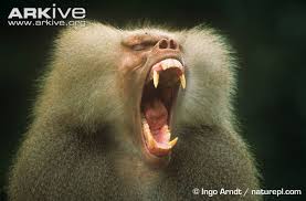 baboon க்கான பட முடிவு