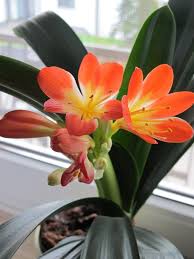 Image result for clivia