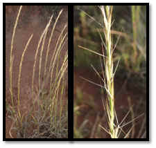 Image result for Aristida stipitata