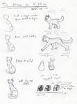 This cat drawing tutorial is a new addition to our ever growing collection of step by step drawing tutorials for all ages. Cat Anatomy Tutorial By Lisannexx On Deviantart