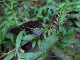 Image result for Oplismenus compositus