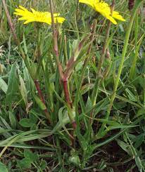 Tra tutte le piante spontanee quelle a fiori color dell'oro l'erba medica della specie medicago falcata e la scarica questa immagine gratuita di fiori spontanei gialli dalla vasta libreria di pixabay di immagini e video di pubblico dominio. Barba Di Becco Simile Al Tarassaco Fiori Gialli E Soffioni Pure Lui Ottimo Nelle Frittate Piante Selvatiche Erbe Curative Erbe