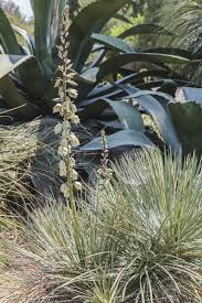 Les Yuccas Panaches Tout Savoir Sur Les Varietes De Yuccas De Jardin A Feuilles Panachees Palmiers Et Compagnie