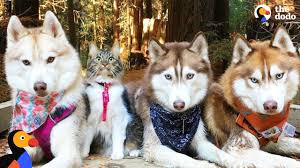 Find husky in dogs & puppies for rehoming | find dogs and puppies locally for sale or adoption in canada : Cat Leads Her Pack Of Husky Dogs The Dodo Youtube