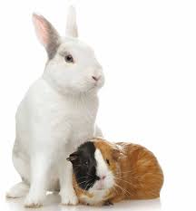 Rabbits have no protection against predators except fleeing like humans and many other creatures, rabbits need to live in groups. Can Rabbits And Guinea Pigs Live Together