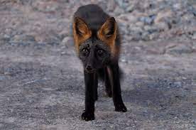 Black Silver Fox Fox Dog Eyes Cute Creatures