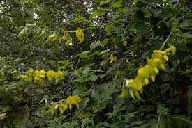 Image result for Crotalaria agatiflora