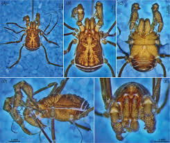 Image result for Pseudocalyx ochraceus