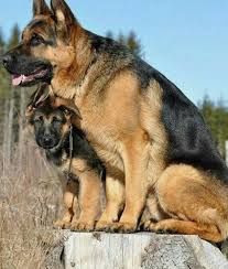 2 female pups at play, 4 wks old. Dogs Photography Outfits Hairstyles Dog S Dogs Dogs In 2021 German Shepherd Dogs German Shepherd Puppies Shepherd Puppies