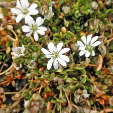 Image result for Stellaria sennii