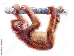 Orangutan Baby Realistic Red Monkey On Tree Colorful Isolated On White Background Watercolor Illustration Template Close Up Clip Art Hand Drawing Painting Stock Illustration Adobe Stock