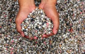 Kết quả hình ảnh cho ốc biển